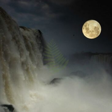 Paseo de Luna Llena en Parque Nacional Iguazú (ARGENTINA)